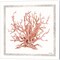 Pink Coastal Coral by Cindy Jacobs 14" x 14" Canvas Wall Art (Set of 2)